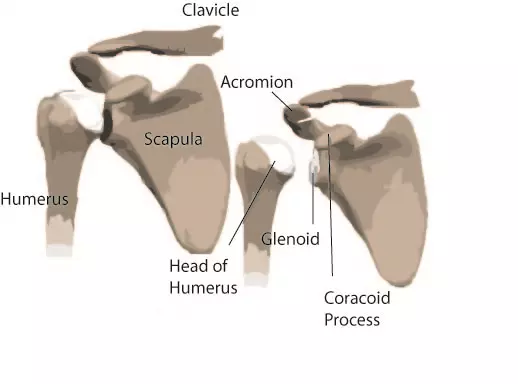 Shoulder Anatomy 101 Keeping Your Shoulders Healthy Pain Free shoulder-anatomy-101-keeping-your-shoulders-healthy-pain-free